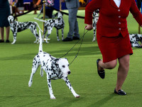 Những hình ảnh ấn tượng từ cuộc thi chó Westminster Kennel Club Dog Show 2024 