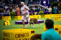 Những hình ảnh ấn tượng từ cuộc thi chó Westminster Kennel Club Dog Show 2024 