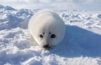 Hình ảnh động vật hoang dã được chụp với niềm đam mê