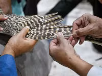 Chùm ảnh: Nghệ thuật sửa lông chim ưng phát triển ở Ả Rập Saudi 