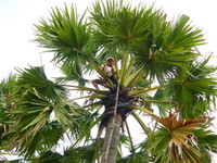 Nghề "độc": "Ăn cơm dưới đất, làm việc trên trời” ảnh 6