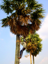 Nghề "độc": "Ăn cơm dưới đất, làm việc trên trời” ảnh 3