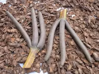 Nghề "độc": "Ăn cơm dưới đất, làm việc trên trời” ảnh 7