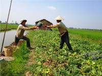 Theo chân nhà nông vào ruộng dưa hấu ảnh 7