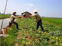 Theo chân nhà nông vào ruộng dưa hấu ảnh 7