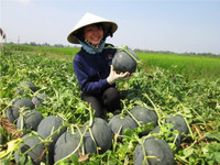 Theo chân nhà nông vào ruộng dưa hấu ảnh 5