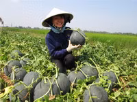 Theo chân nhà nông vào ruộng dưa hấu ảnh 5