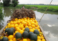 Theo chân nhà nông vào ruộng dưa hấu ảnh 16