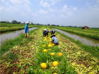 Theo chân nhà nông vào ruộng dưa hấu ảnh 2