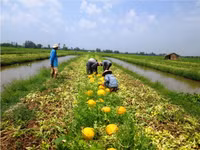 Theo chân nhà nông vào ruộng dưa hấu ảnh 2