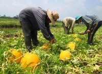 Theo chân nhà nông vào ruộng dưa hấu ảnh 4