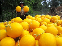 Theo chân nhà nông vào ruộng dưa hấu ảnh 6