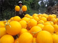 Theo chân nhà nông vào ruộng dưa hấu ảnh 6