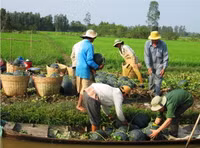 Theo chân nhà nông vào ruộng dưa hấu ảnh 8