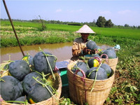 Theo chân nhà nông vào ruộng dưa hấu ảnh 9