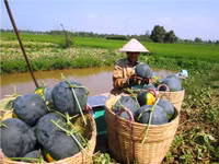 Theo chân nhà nông vào ruộng dưa hấu ảnh 9