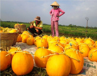 Theo chân nhà nông vào ruộng dưa hấu ảnh 12