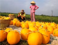 Theo chân nhà nông vào ruộng dưa hấu ảnh 12