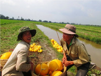 Theo chân nhà nông vào ruộng dưa hấu ảnh 14