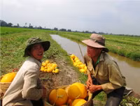 Theo chân nhà nông vào ruộng dưa hấu ảnh 14