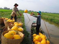 Theo chân nhà nông vào ruộng dưa hấu ảnh 13