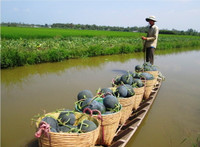 Theo chân nhà nông vào ruộng dưa hấu ảnh 11