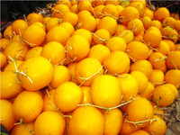 Theo chân nhà nông vào ruộng dưa hấu ảnh 15