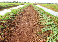 Theo chân nhà nông vào ruộng dưa hấu ảnh 1