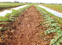 Theo chân nhà nông vào ruộng dưa hấu ảnh 1