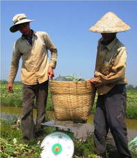 Theo chân nhà nông vào ruộng dưa hấu ảnh 10