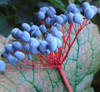 Ngắm loài hoa cứ mưa là trong suốt ảnh 5