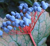 Ngắm loài hoa cứ mưa là trong suốt ảnh 5