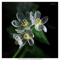 Ngắm loài hoa cứ mưa là trong suốt ảnh 4