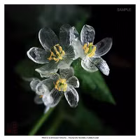 Ngắm loài hoa cứ mưa là trong suốt ảnh 4