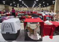 Siêu bão Irma tạo ra đợt di cư lớn nhất trong lịch sử nước Mỹ ảnh 9