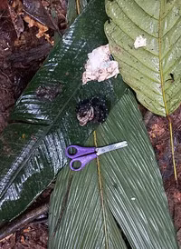 Chùm ảnh giải cứu 4 em nhỏ mất tích 6 tuần sau tai nạn máy bay 