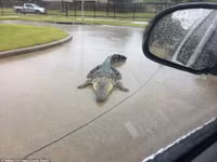 Mỹ: Bang Texas tan hoang dưới đường đi của siêu bão Harvey ảnh 6 Mỹ: Bang Texas tan hoang dưới đường đi của siêu bão Harvey ảnh 6