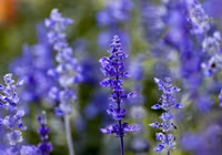 Chùm ảnh hoa nở rực rỡ giữa sa mạc