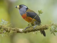 Chùm ảnh tuyệt đẹp Hội chợ chim Colombia 2024