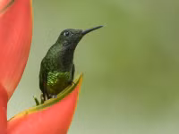 Chùm ảnh tuyệt đẹp Hội chợ chim Colombia 2024