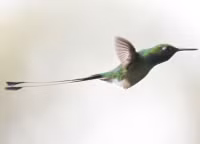 Chùm ảnh tuyệt đẹp Hội chợ chim Colombia 2024