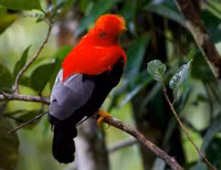 Chùm ảnh tuyệt đẹp Hội chợ chim Colombia 2024