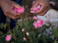 Chùm ảnh phụ nữ Taif biến hoa hồng thành vàng