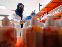 Chùm ảnh phụ nữ Taif biến hoa hồng thành vàng