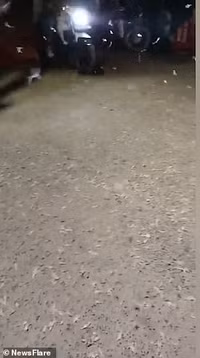 Rùng mình hàng nghìn con sâu trắng từ trên trời rơi xuống