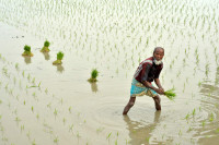 Chùm ảnh thú vị về việc phơi thóc ở Bangladesh 