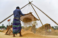 Chùm ảnh thú vị về việc phơi thóc ở Bangladesh 