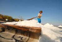 Về miền Tây xem muối mặn mồ hôi rơi ảnh 4