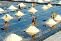 Về miền Tây xem muối mặn mồ hôi rơi ảnh 6