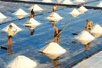 Về miền Tây xem muối mặn mồ hôi rơi ảnh 6